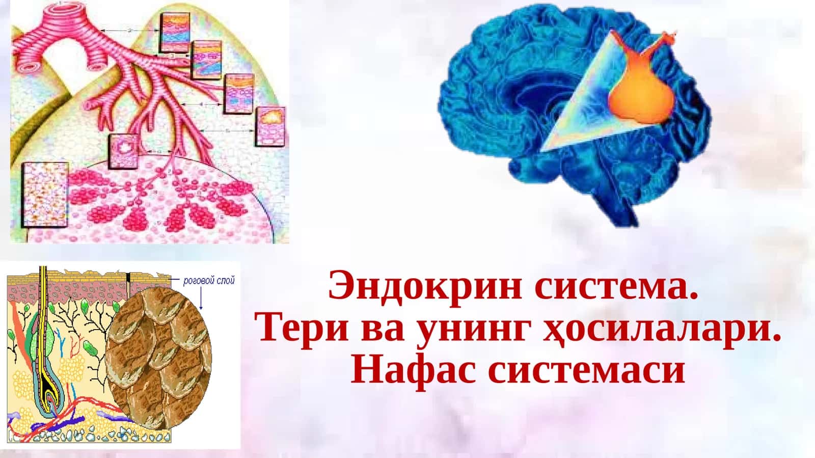 ЭНДОКРИН СИСТЕМА 1