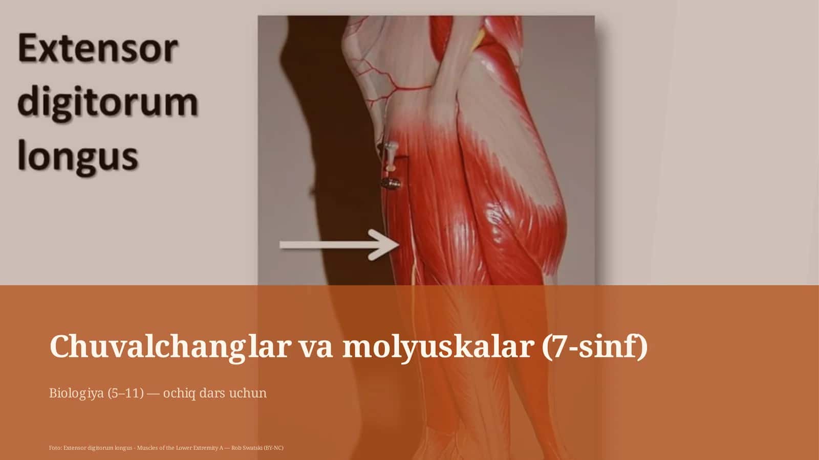 Chuvalchanglar va molyuskalar 1