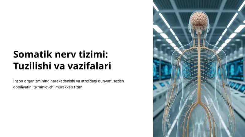 Somatik nerv tizimi 1