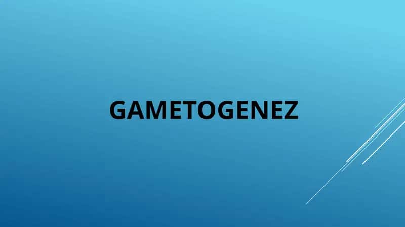 GAMETOGENEZ 1