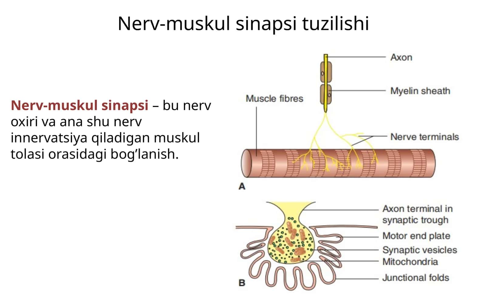 Nerv-muskul sinapsi tuzilishi 1