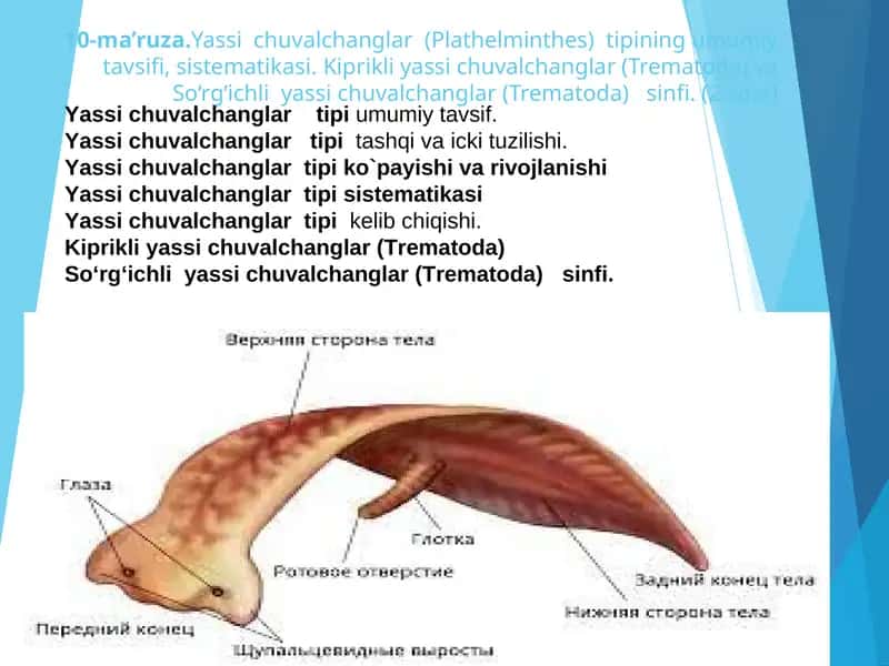 Yassi chuvalchanglar (Plathelminthes) 1