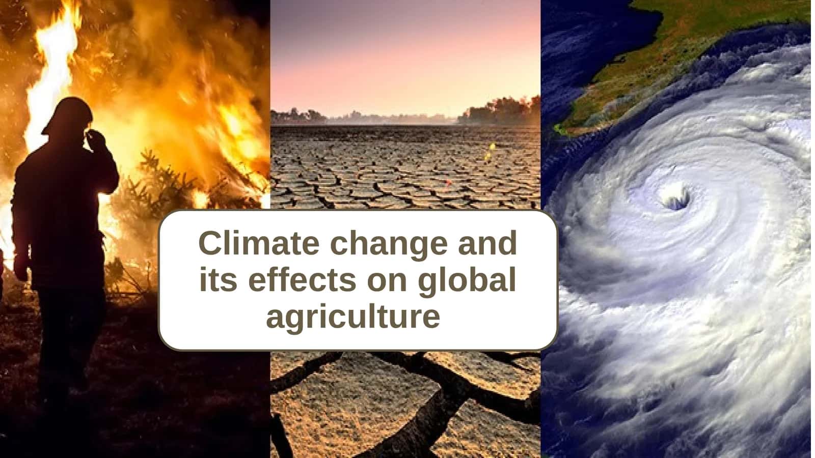 Climate change and its effects on global agriculture 1