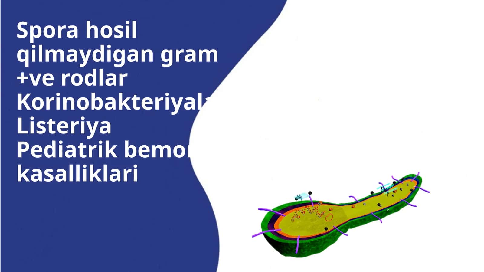 Sporahosilqilmaydigangram 1