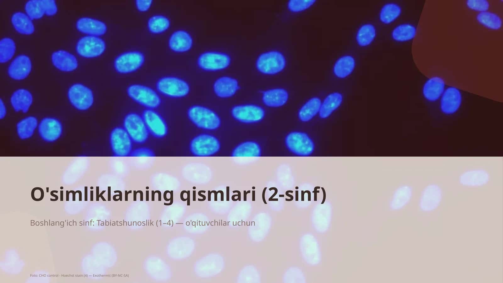 O'simliklarning qismlari (2-sinf) 1