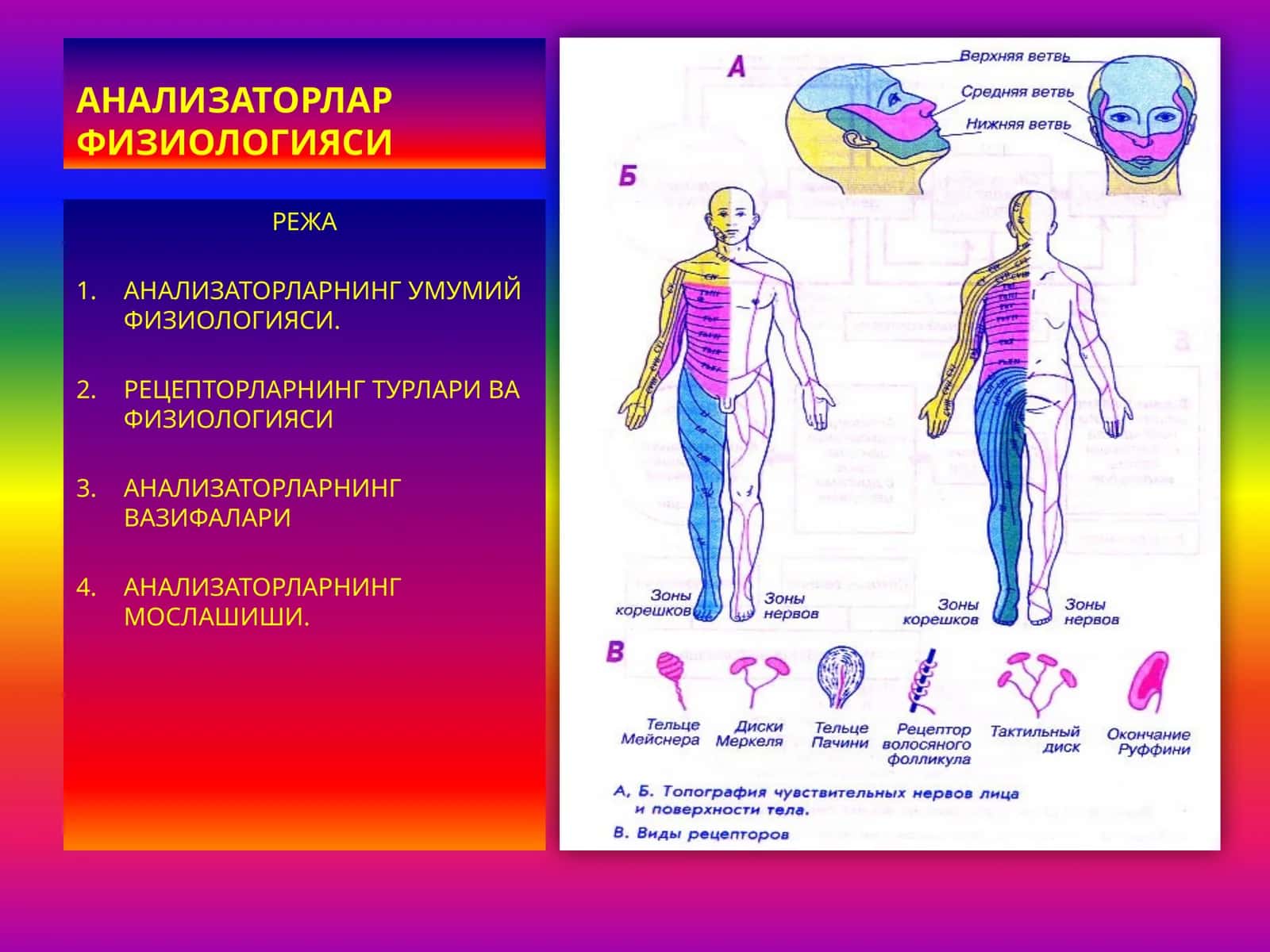 ФИЗИОЛОГИЯ 1