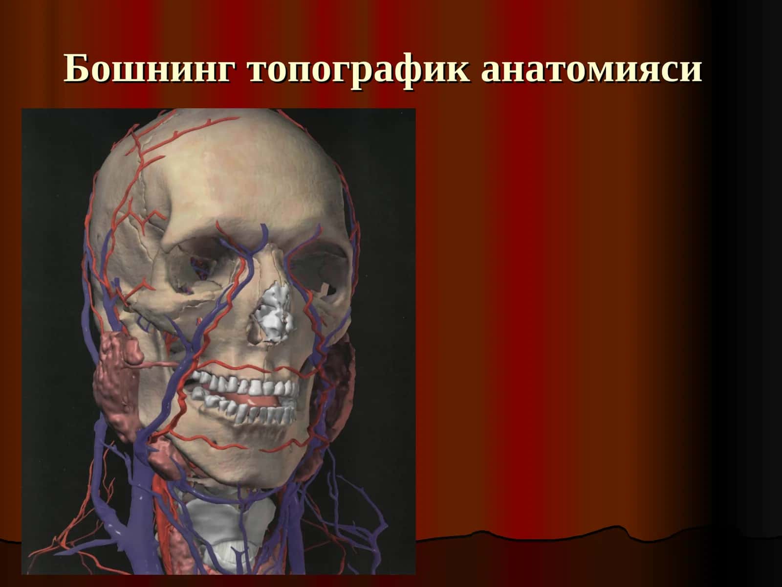 Бошнинг топографик анатомияси 1