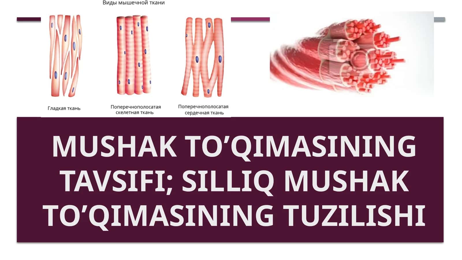 Mushak to’qimasi 1