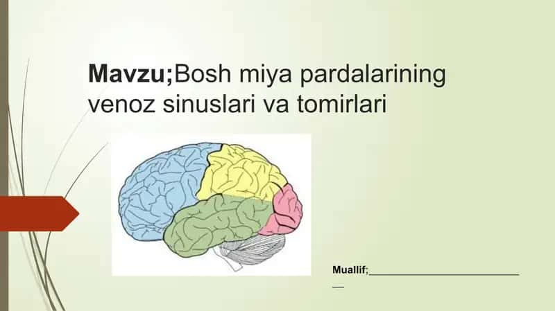Boshmiyapardalariningvenozsinuslari va tomirlari 1