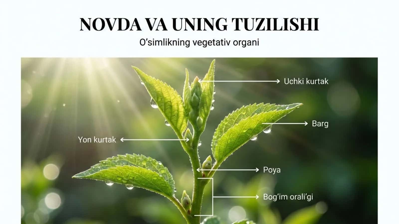 Novda va uning tuzilishi 1