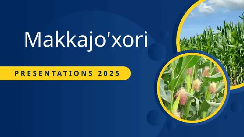 Makkajo'xori 1