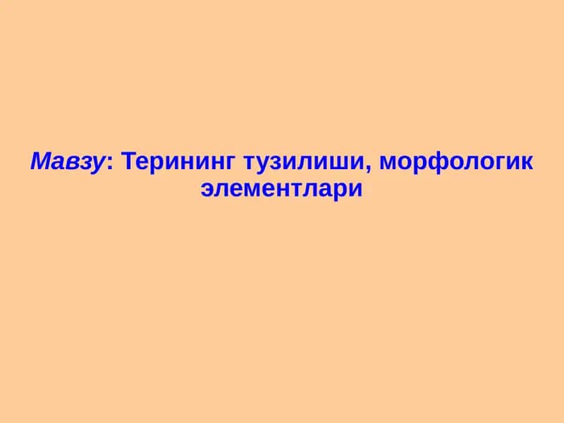 Терининг тузилиши, морфологик элементлари 1