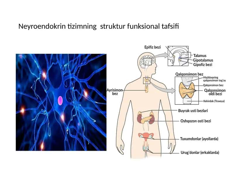 Neyroendokrin tizimning  struktur funksional tafsifi 1