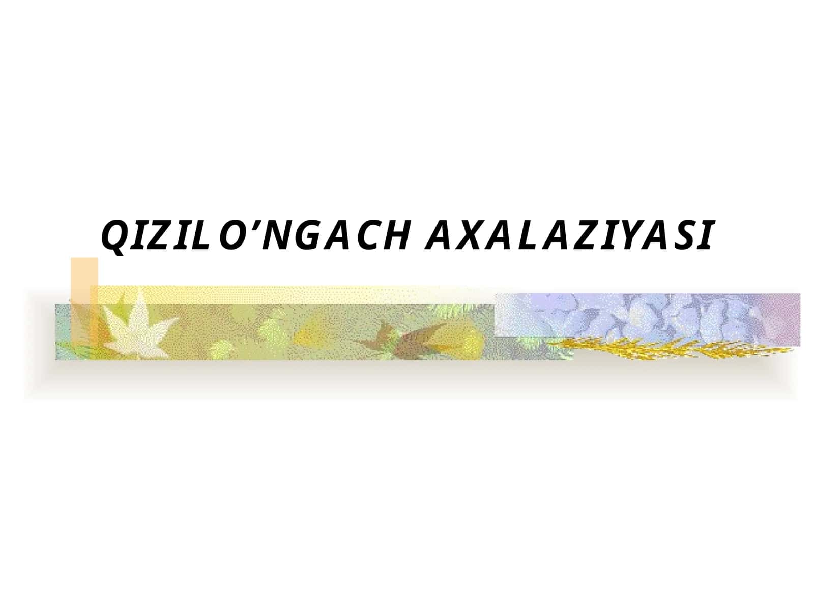 QIZILO’NGACHAXALAZIYASI 1