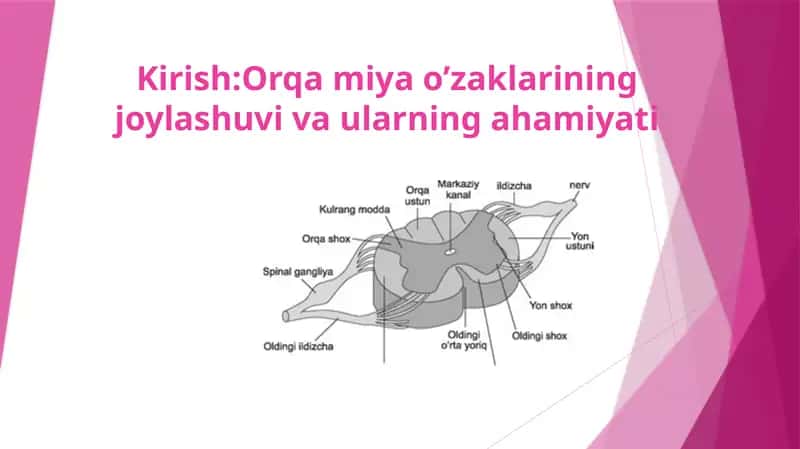 Orqa miya o’zaklarining joylashuvi va ularning ahamiyati 1