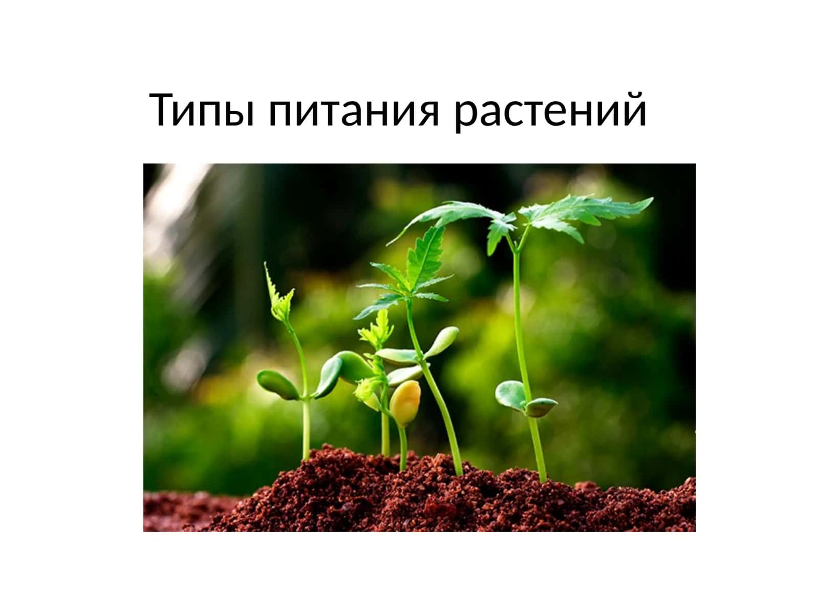 Типы питания растений 1