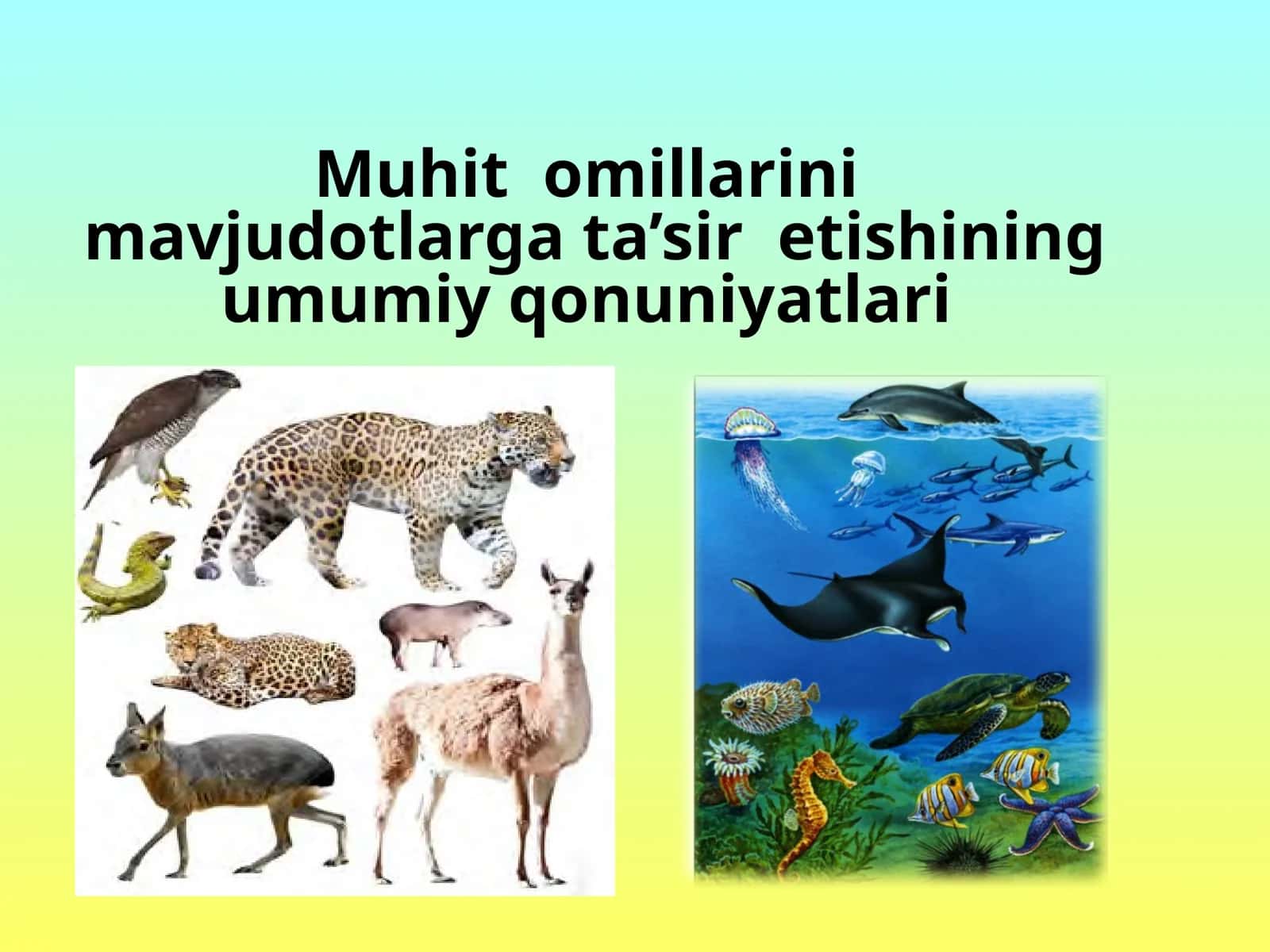 Muhitomillarlarning umumiy qonuniyatlari 1