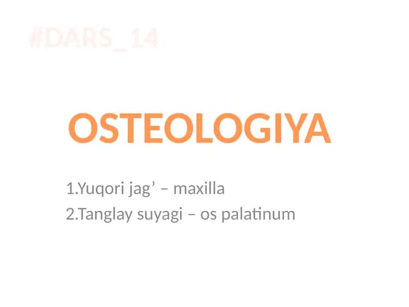Yuqori jag’ – maxilla 1