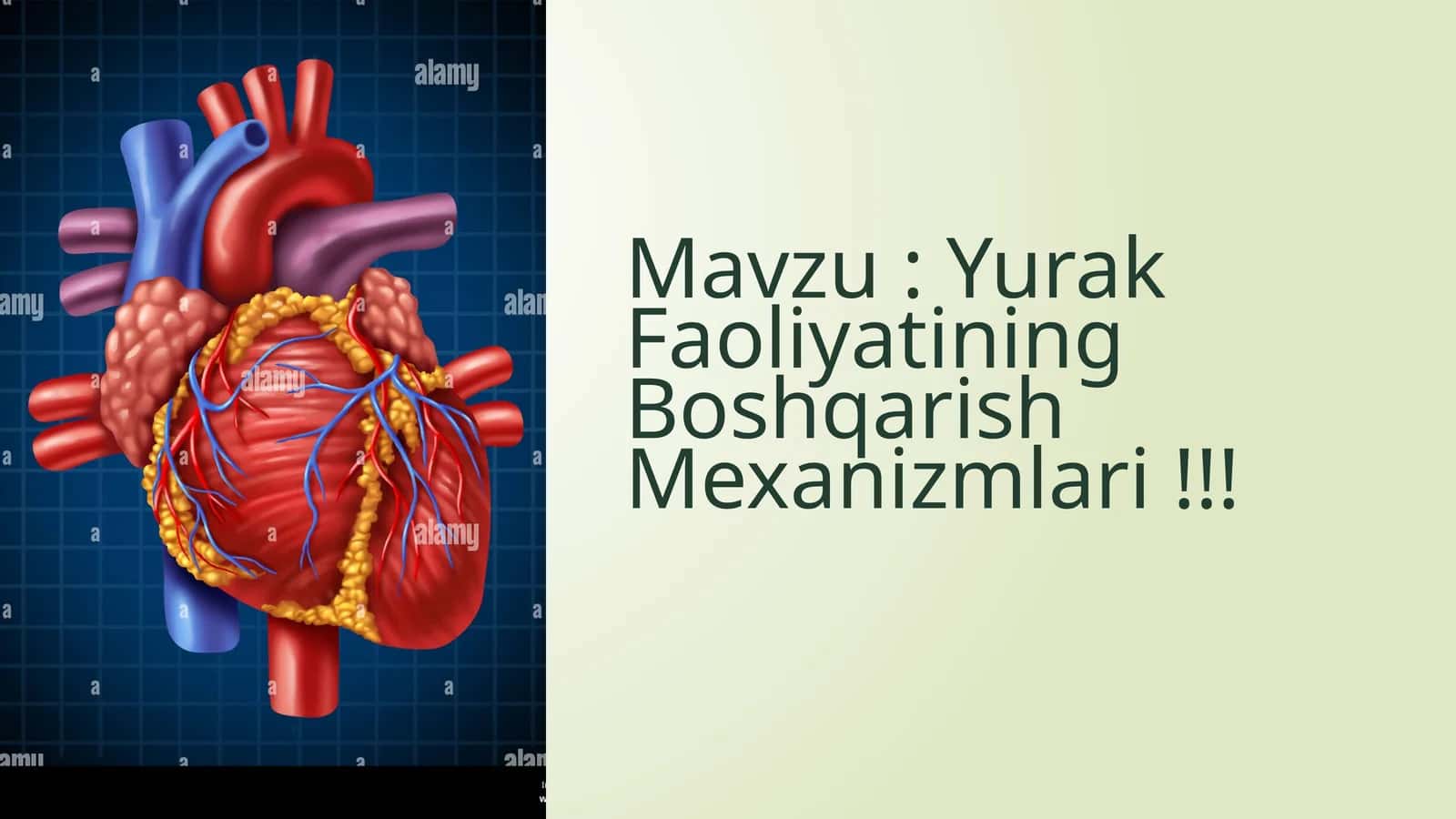 Yurak Faoliyatining Boshqarish Mexanizmlari 1