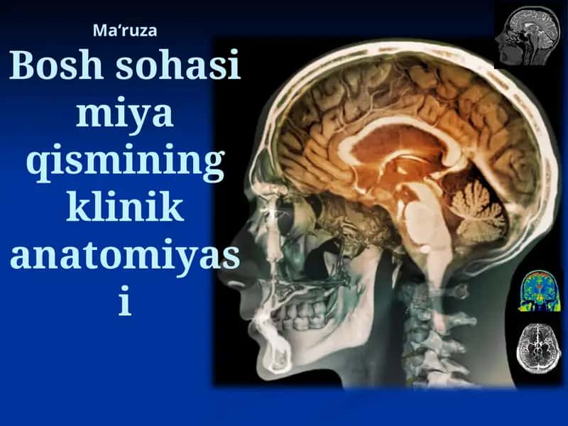 Bosh sohasi miya qismining klinik anatomiyasi 1