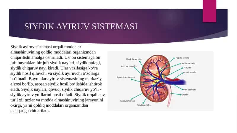 siydik ayiruv tizimi gistologiyasi 1