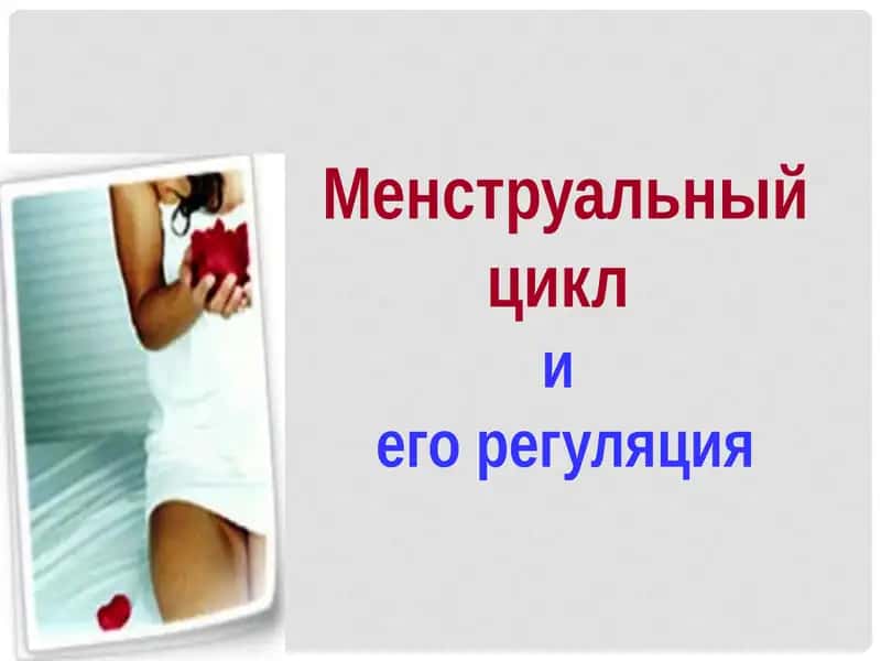 Менструальный цикл  и  его регуляция 1