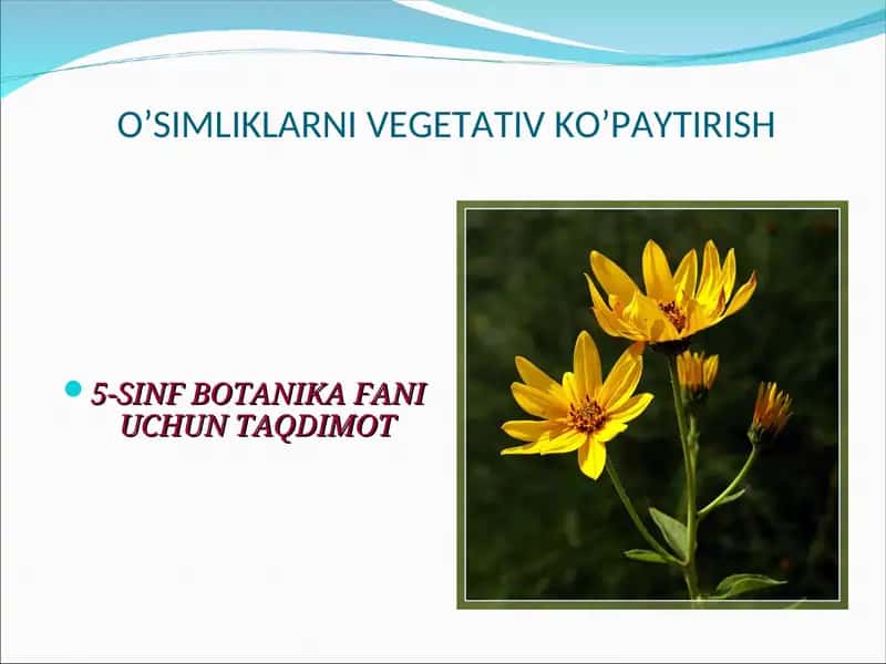O’SIMLIKLARNI VEGETATIV KO’PAYTIRISH 1