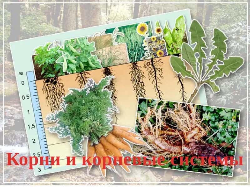 Корни и корневые системы 1