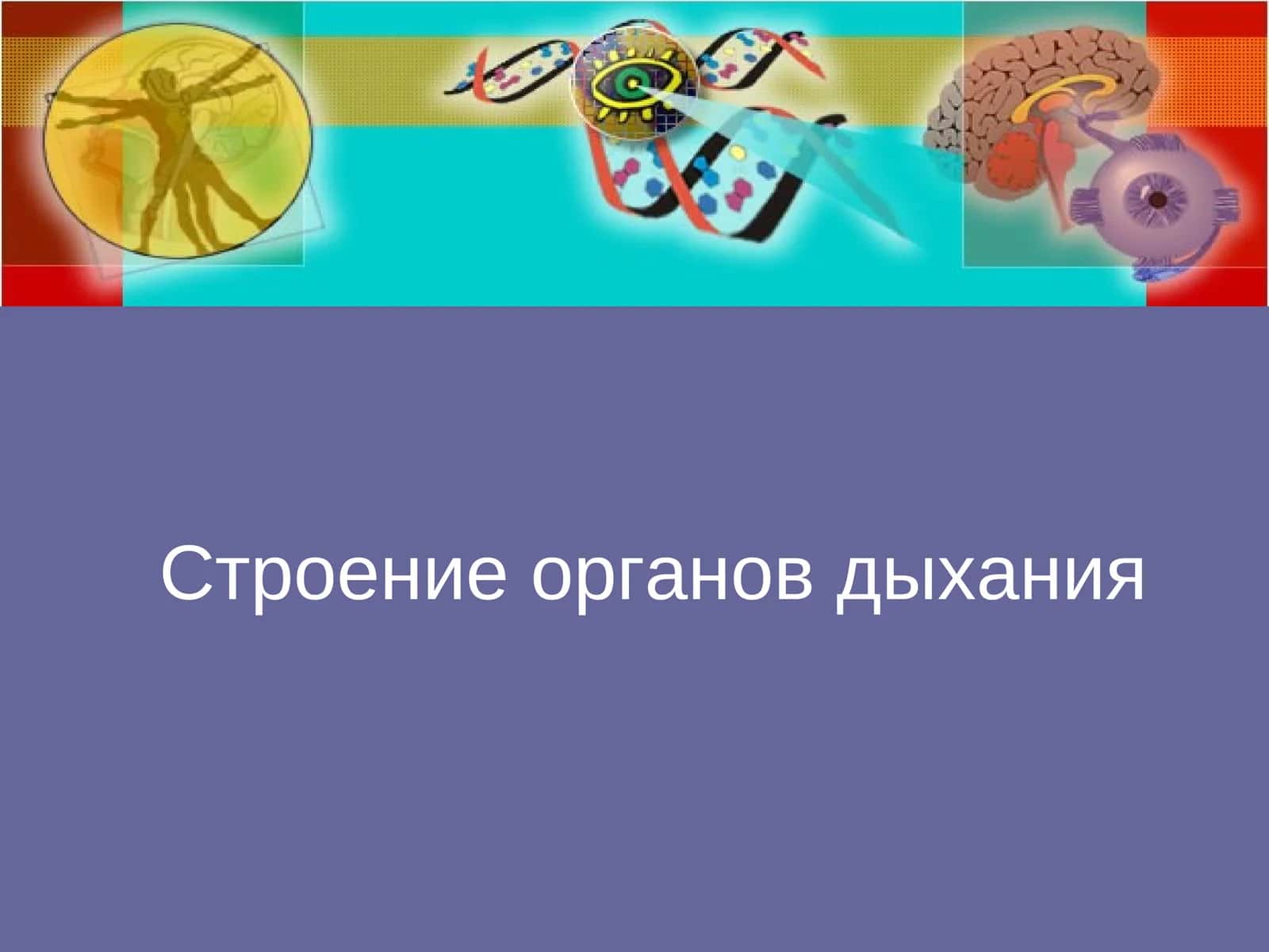 Строение органов дыхания 1