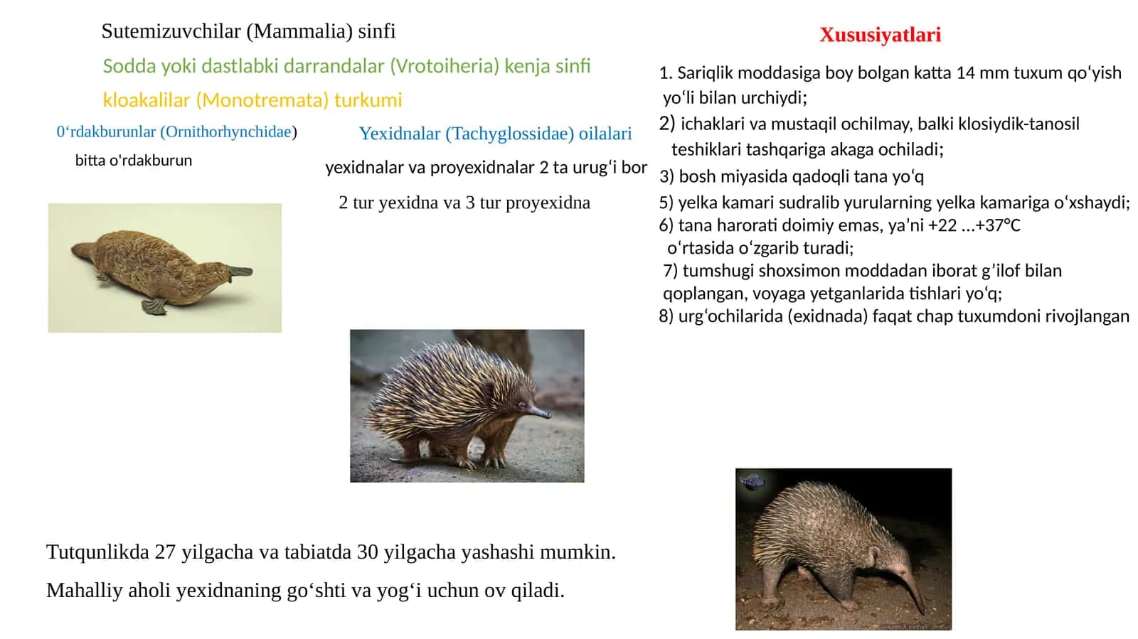 Sutemizuvchilar(Mammalia)sinfi 1