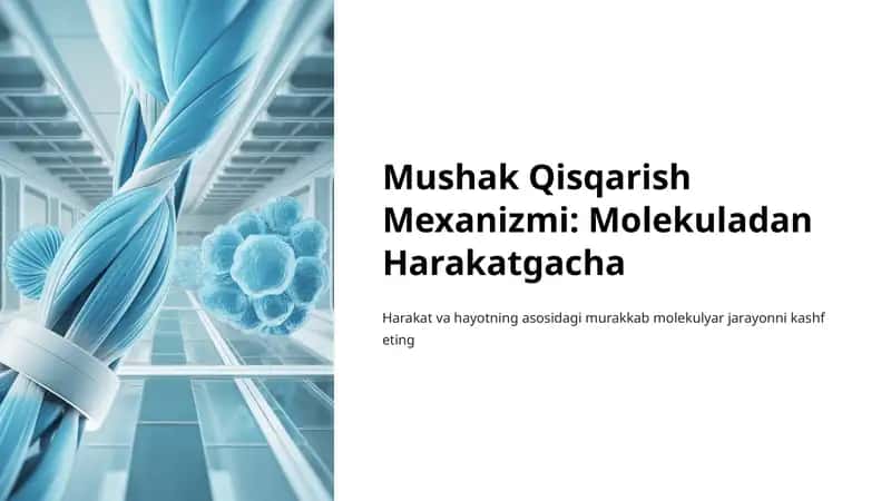 Mushak Qisqarish Mexanizmi 1