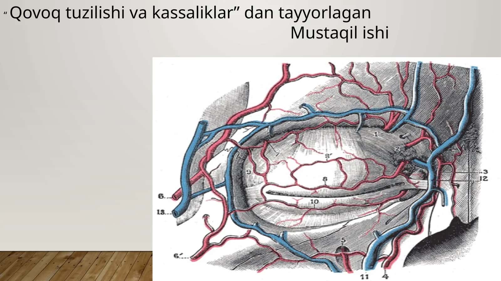 Qovoq tuzilishi va kassaliklar 1