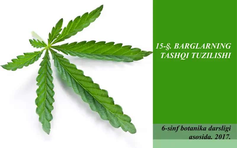 Barglarning Tashqi Tuzilishi 1