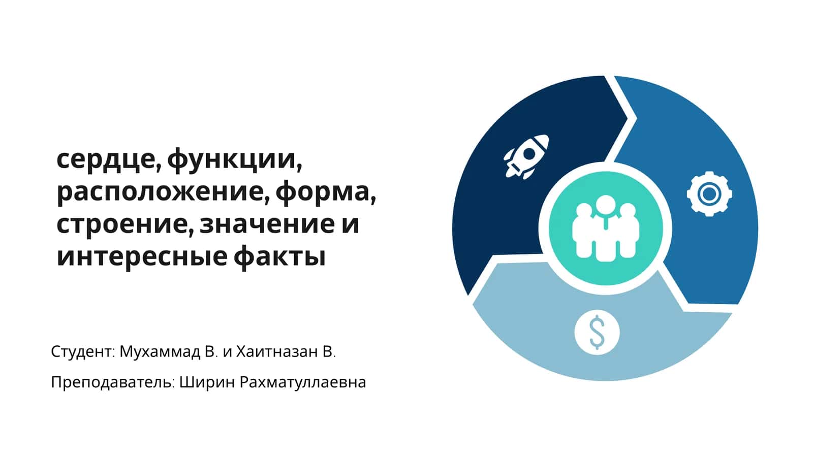 Сердце: функции, значение и интересные факты 1