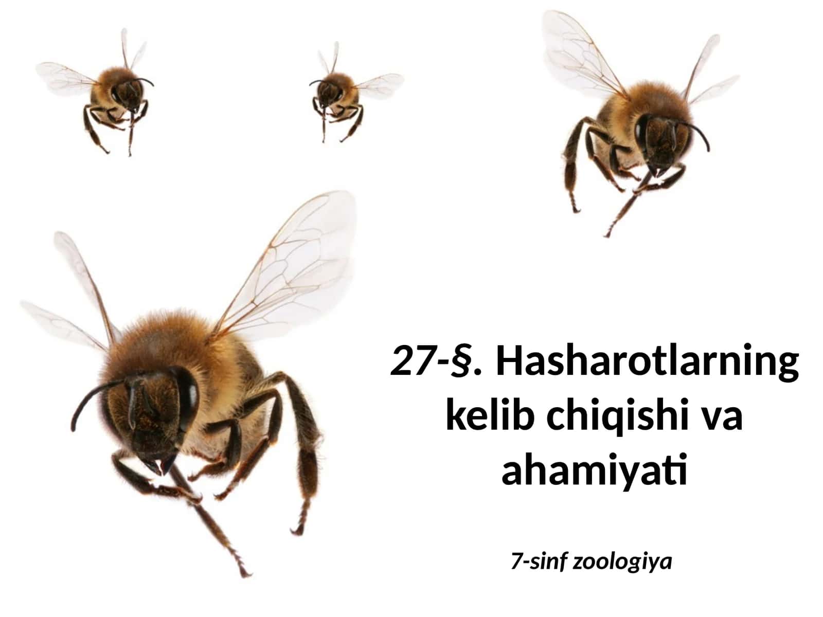 Hasharotlarning kelib chiqishi va ahamiyati 1