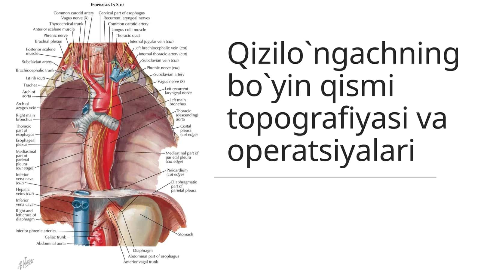 Qizilo`ngachningbo`yinqismitopografiyasivaoperatsiyalari 1