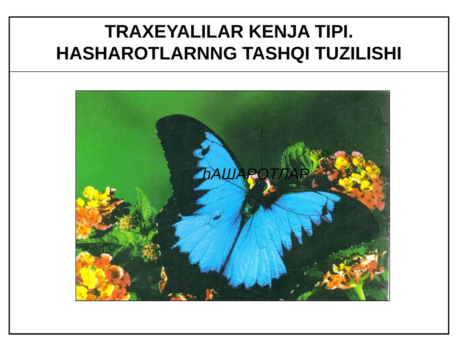 Traxeyalilar - Tracheata kenja tipi 1
