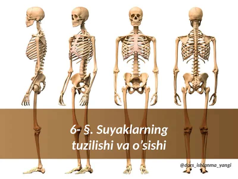 §.Suyaklarning tuzilishi va o'sishi 1