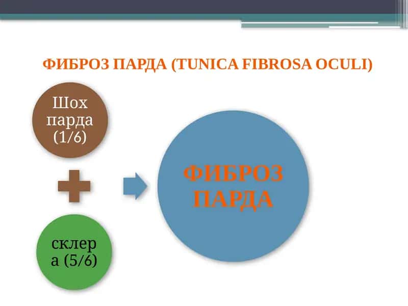 Шох парда (cornea) 1