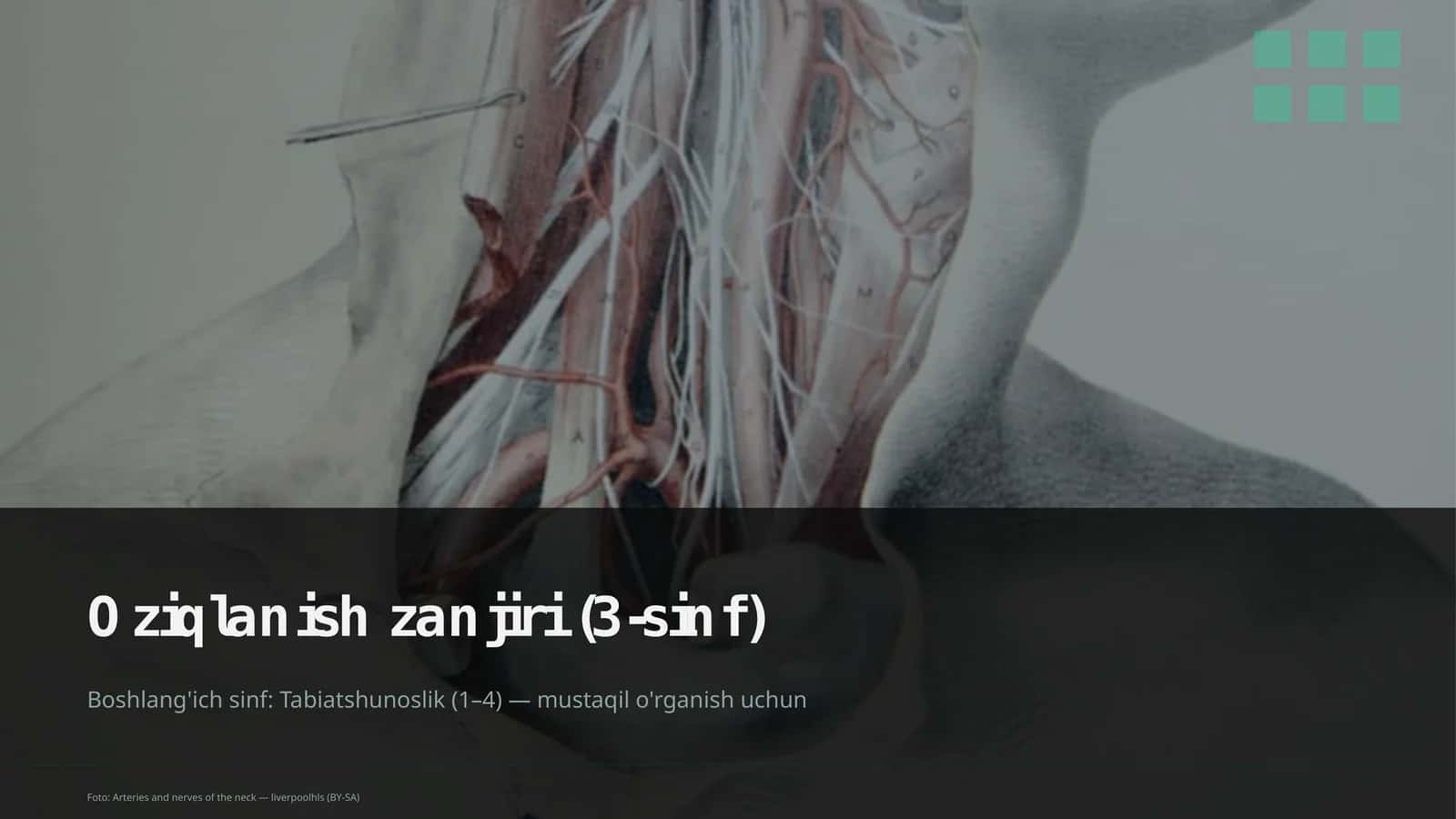 Oziqlanish zanjiri (3-sinf) 1