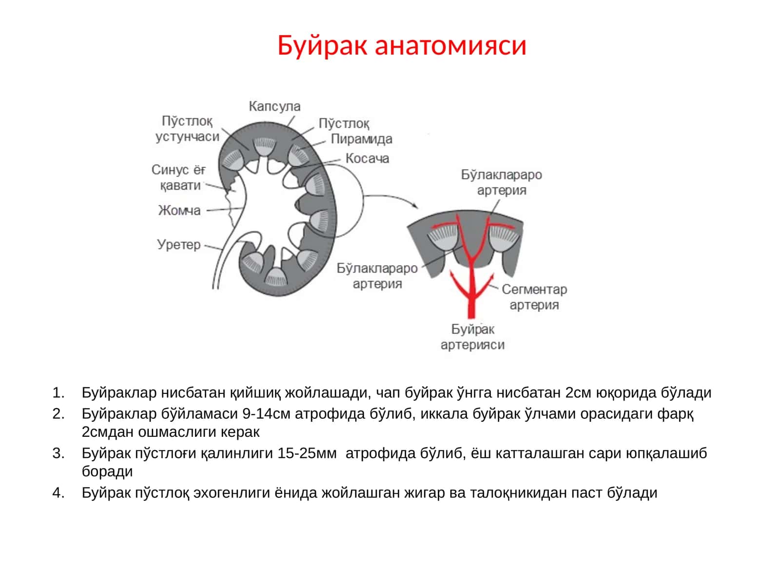 Буйрак анатомияси 1