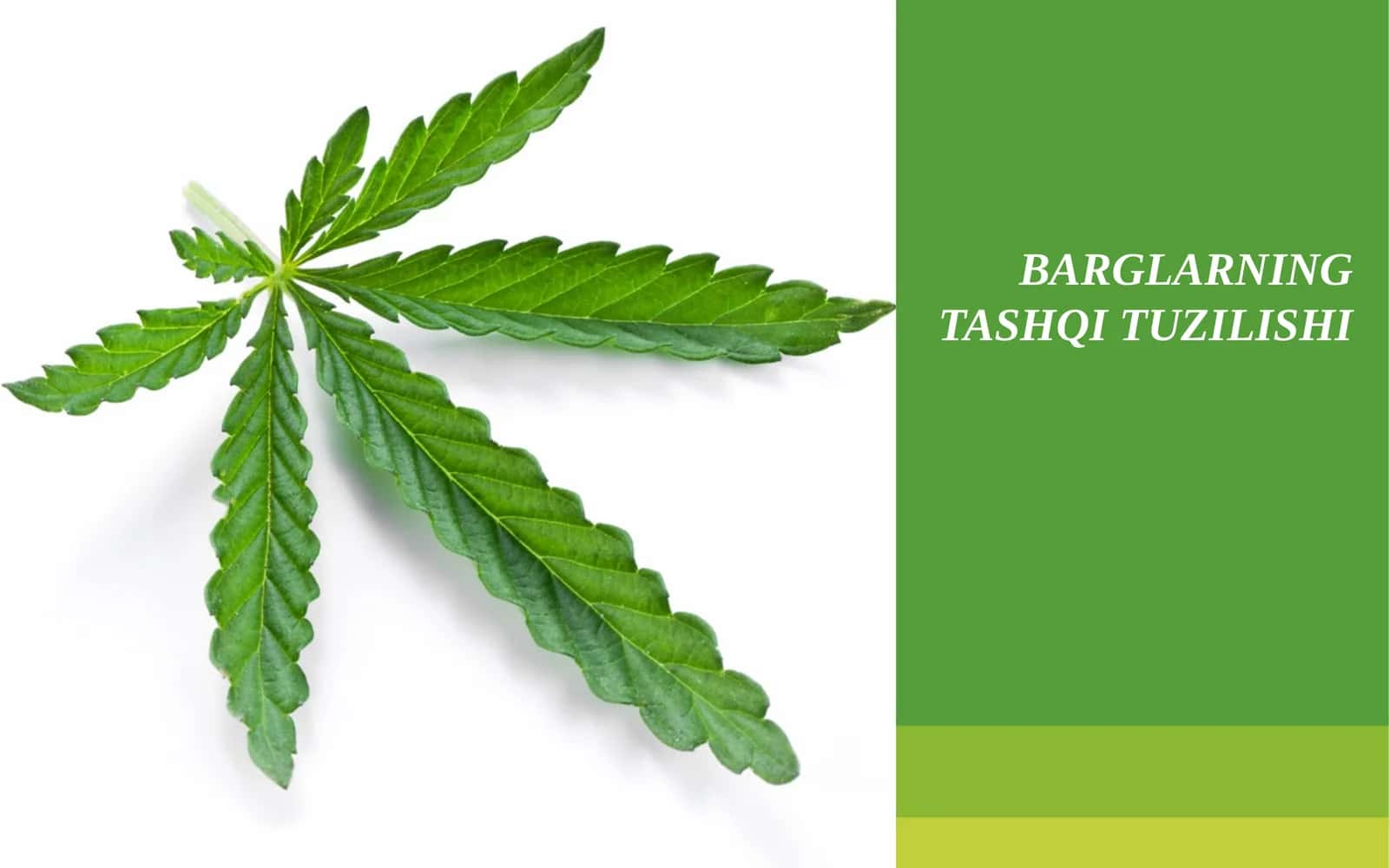 BARGLARNING TASHQI TUZILISHI 1
