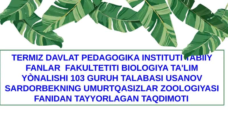 Halqali chuvalchanglar (Annelida) tipi 1