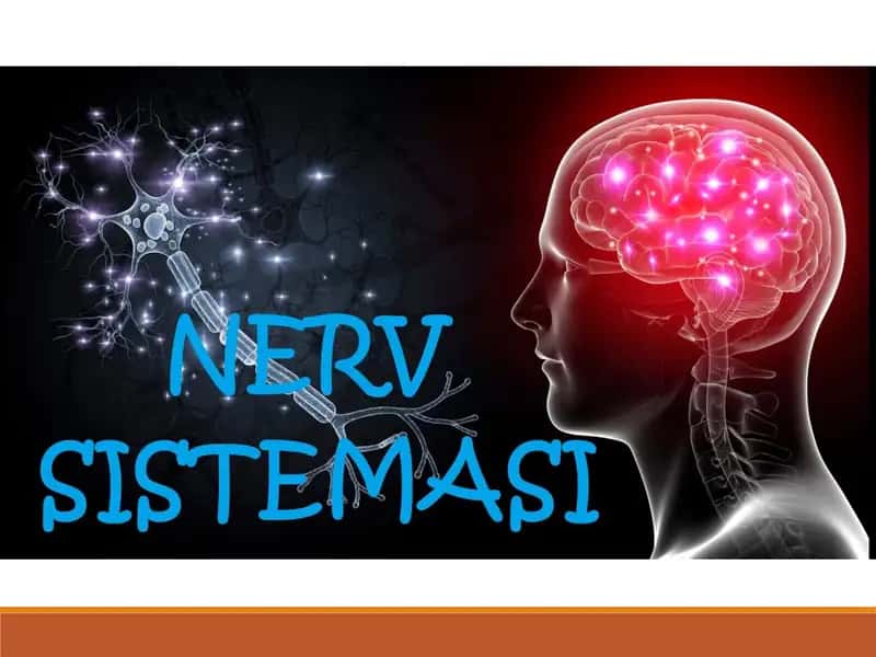 Nervsistemasi 1