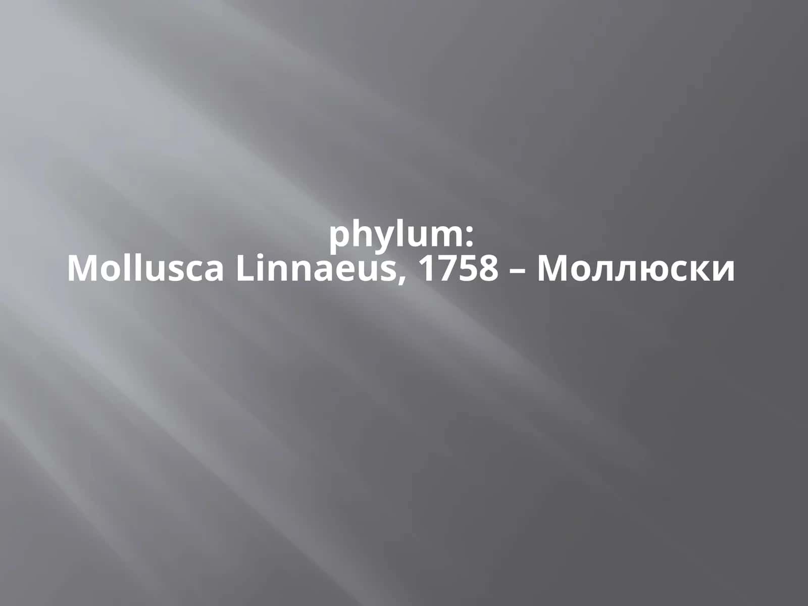 phylum:MolluscaLinnaeus,1758 – Моллюски 1