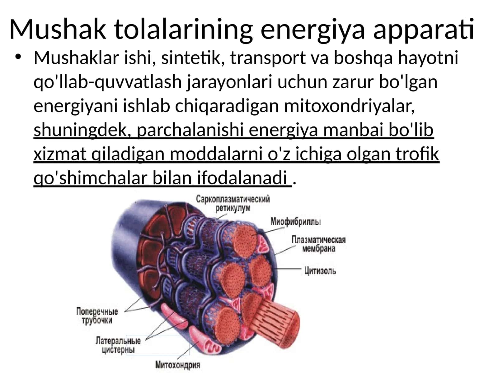 Mushak tolalarining energiya apparati 1