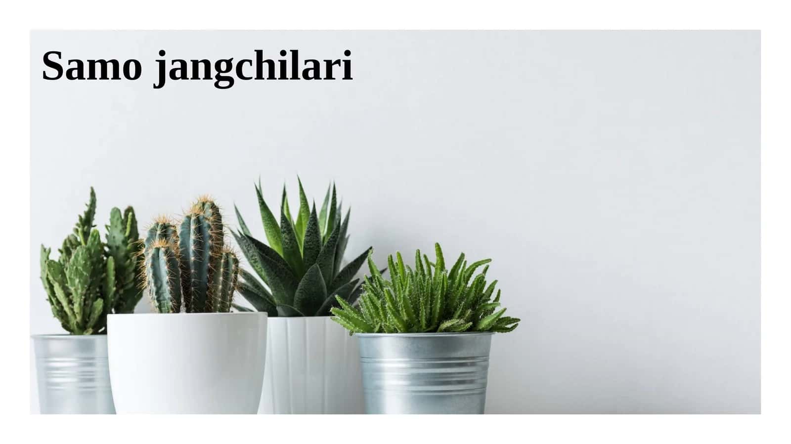 Samo jangchilari 1