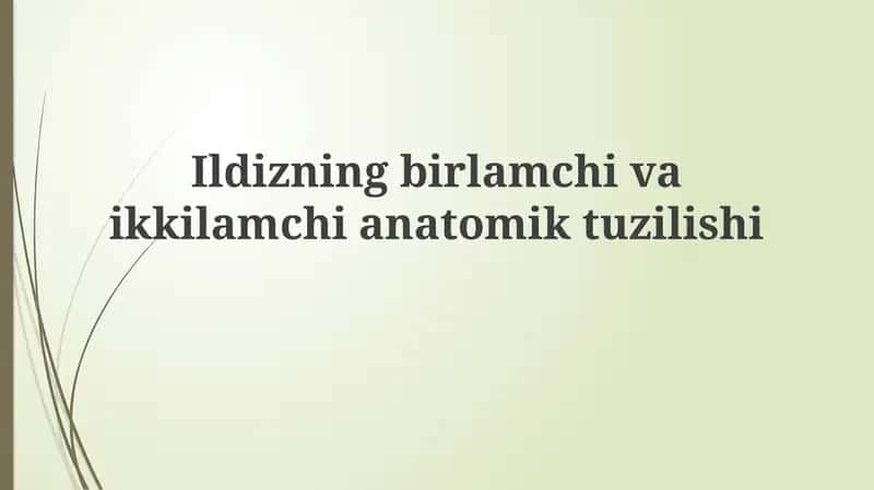 Ildizning birlamchi anatomik tuzilishi 1
