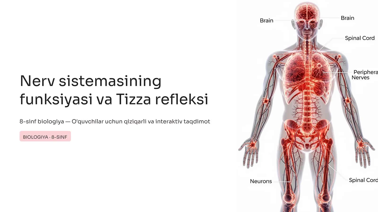 Nerv sistemasining funksiyasi va Tizza refleksi 1