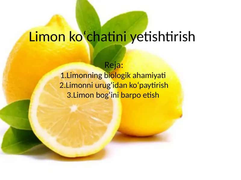 Limon koʻchatini yetishtirish 1